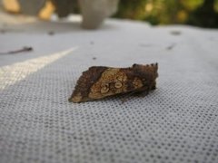 Frosted Orange (Gortyna flavago)