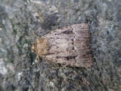 Copper Underwing (Amphipyra pyramidea)