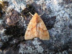 Orange Sallow (Tiliacea citrago)