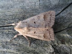 Pudderfly (Ammoconia caecimacula)