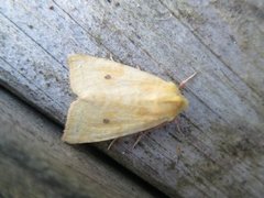 The Sallow (Xanthia icteritia)