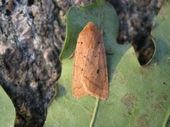 Rettlinjet høstfly (Agrochola macilenta)