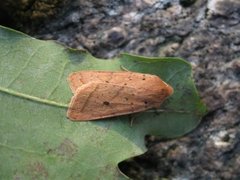 Yellow-line Quaker (Agrochola macilenta)