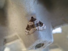 Purple Bar (Cosmorhoe ocellata)