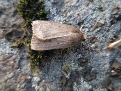Mouse Moth (Amphipyra tragopoginis)