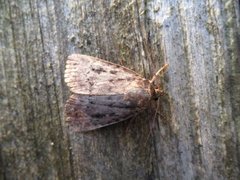 Rødt pyramidefly (Amphipyra pyramidea)