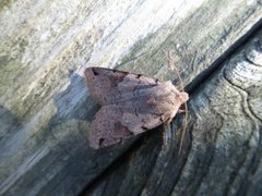 Brown-spot Pinion (Agrochola litura)