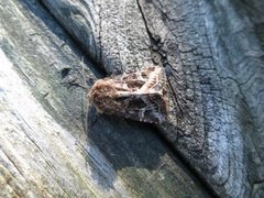 Svart sumpfly (Celaena haworthii)