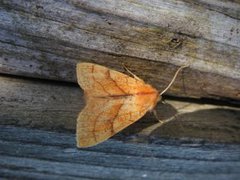 Orange Sallow (Tiliacea citrago)