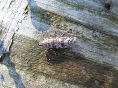 Dark Pine Knot-horn (Dioryctria abietella)