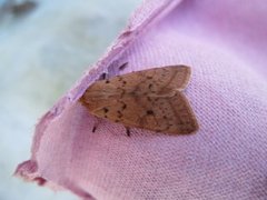 Yellow-line Quaker (Agrochola macilenta)