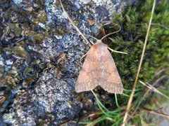 Rødt høstfly (Agrochola helvola)