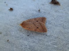Yellow-line Quaker (Agrochola macilenta)