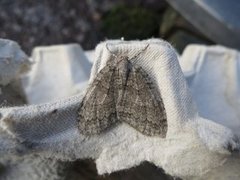 Pale November Moth (Epirrita christyi)