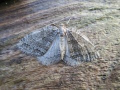 Pale November Moth (Epirrita christyi)
