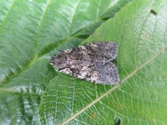 Softly's Shoulder-knot (Lithophane consocia)