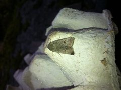 Red-line Quaker (Agrochola lota)