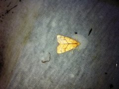 Orange Sallow (Tiliacea citrago)