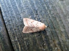 Yellow-line Quaker (Agrochola macilenta)