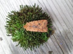 Dotted Chestnut (Conistra rubiginea)