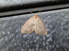 Northern Winter Moth (Operophtera fagata)