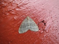 Northern Winter Moth (Operophtera fagata)