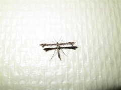 Beautiful Plume (Amblyptilia acanthadactyla)