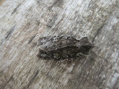 Softly's Shoulder-knot (Lithophane consocia)