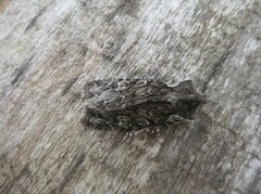 Grått kappefly (Lithophane consocia)