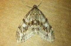 Barred Tooth-striped (Trichopteryx polycommata)