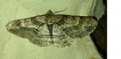 Ringed Carpet (Cleora cinctaria)