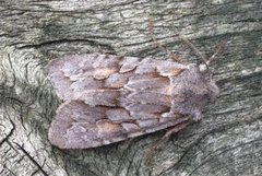 Porskappefly (Lithophane lamda)