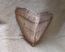Brown Silver-line (Petrophora chlorosata)