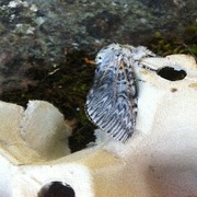 Puss Moth (Cerura vinula)