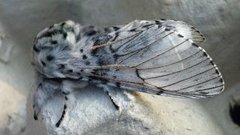 Puss Moth (Cerura vinula)