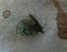 The V-Pug (Chloroclystis v-ata)
