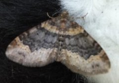 Red Twin-spot Carpet (Xanthorhoe spadicearia)