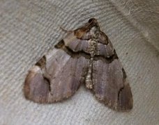 Fiolett rosemåler (Anticlea derivata)