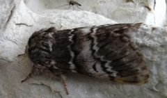 Lys eiketannspinner (Drymonia ruficornis)