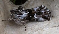 Toadflax Brocade (Calophasia lunula)