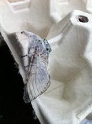 Puss Moth (Cerura vinula)