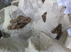 Vårbarkmåler (Ectropis crepuscularia)