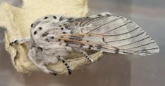 Puss Moth (Cerura vinula)
