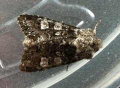 Glaucous Shears (Papestra biren)