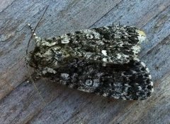 Knot Grass (Acronicta rumicis)