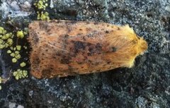 Dotted Chestnut (Conistra rubiginea)