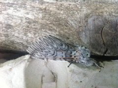 Puss Moth (Cerura vinula)