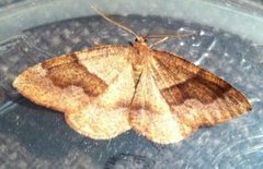 Barred Umber (Plagodis pulveraria)