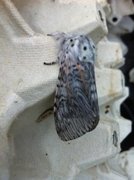 Puss Moth (Cerura vinula)