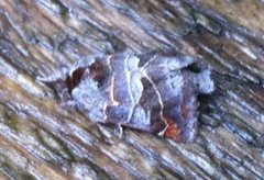Small Chocolate-tip (Clostera pigra)